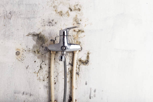 Trusted Avimor, ID Mold Removal Experts