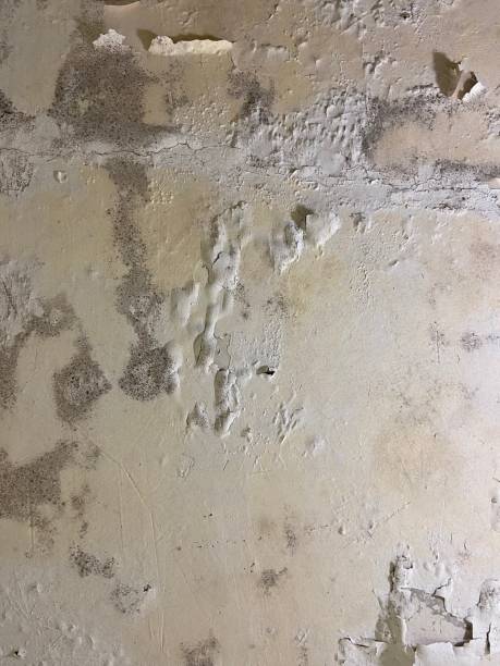 Best Mold Damage Repair  in Avimor, ID